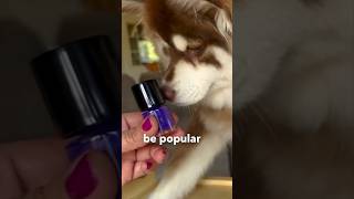 Pomsky Puppy gets Glam 💅🏼 Pedicure 😍🐶 ytshorts fyp dog [upl. by Elledoj]