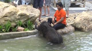 The cute Baby Elephant of Khao Lak  go bathing with the TTour team [upl. by Maudie]