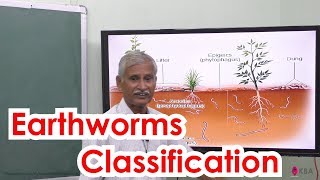 2Zoology  Organs amp Organ system in animals  Earthworm classification [upl. by Sawyor]