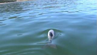 Hectors Dolphin in Wellington Harbour [upl. by Asum69]