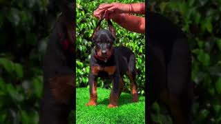 Growing up so fast 😍✨ Day 1 vs Day 50 europeandoberman doberman [upl. by Endo]