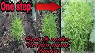 Pinching of Kochia plant make more bushy tips how to make kochia plant more bushy by gardenlover [upl. by Nylssej840]