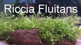 How to tie Riccia Fluitans [upl. by Hairym]