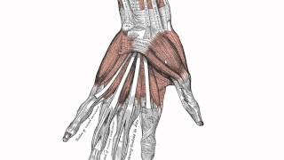 Muscles of the Hand  Anatomy Tutorial [upl. by Yemaj963]