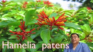 Hamelia patens [upl. by Atter]