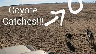 Greyhound Hunting Coyotes 4KWarning Coyotes Die In This Video [upl. by Esinert310]