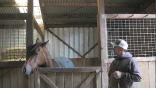 Improving your horses manners in the stall [upl. by Towne732]