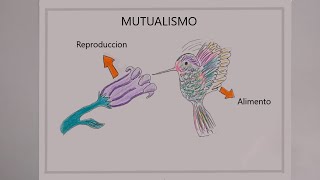 Mutualismo bilogía [upl. by Emerson]