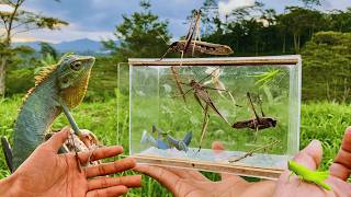 Attack By Chameleons  hunting mantis katydids girrafe mantis metallic beetle [upl. by Sherill]