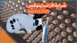 شرابة الأرانب إينوكس 0664112509 [upl. by Naibaf]