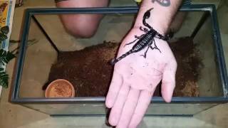 Heterometrus spinifer giant forest scorpion Care and handling video [upl. by Revlys]