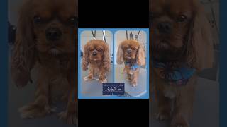 💙 🐾 Tayco 🐾 💙 dog chien puppy toilettagecanin cute chienmignon cavalierkingcharles [upl. by Kilmarx]