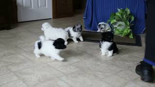 Pomapoo Puppies for Sale [upl. by Samau]