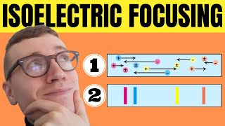 How Does Isoelectric Focusing Work IEF EXPLAINED [upl. by Arikihs]