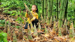 Daily life with mom  harvest sugarcane dig potatoes and pick bamboo shoots to sell  Tương Thị Mai [upl. by Porte745]