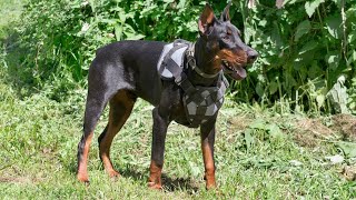 Owning a Doberman Pinscher Restrictions amp Regulations Explained [upl. by Ybur]