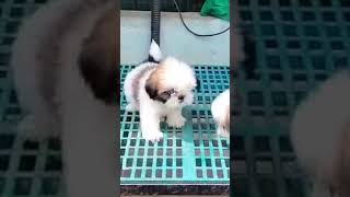 Show quality shitzu puppys sell 8977388001ytshorts doglover [upl. by Wack]