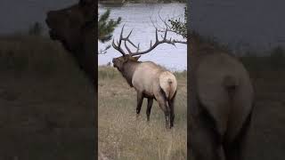 This is What an Elk Sounds Like shorts Elk Bugle During Rut [upl. by Ramirol]