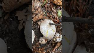 Agaricus agaricusxanthodermus yellowstainingagaricus poisonous foraginguk wildmushrooms [upl. by Akemahc169]