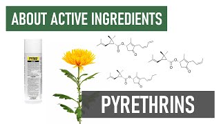 What are Pyrethrins and Pyrethrum Organic amp Fastacting Insecticides [upl. by Yam]