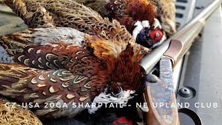 CZUSA Sharptail  Pheasant Hunting New England Upland [upl. by Drawoh]