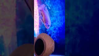 Cichlid Tank Setup India cichlid indianfish fishtank anime remix animeedit sortsfeed [upl. by Tioneb659]