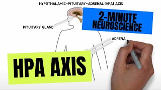 2Minute Neuroscience HPA Axis [upl. by Fishbein764]