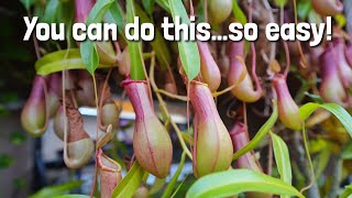 How to propagate Carnivorous Pitcher Plants in a terrarium [upl. by Luahs]