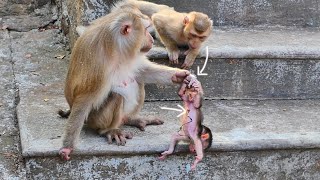 OMG Old MaMa hangs amp drops newborn baby monkey down to cement amp abandoned after birth [upl. by Einnal214]