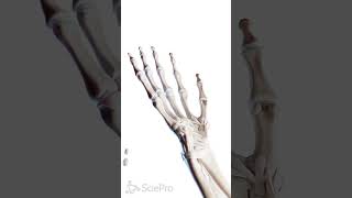 🤚 The Hand A Masterpiece of Anatomy 🤚 anatomy [upl. by Inalej]