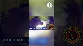 Battery bursts into flames after dog uses it as a chew toy [upl. by Norbert]