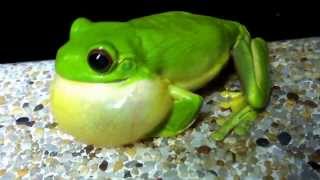 Orange Eyed Green Tree Frog Amazing Abs workout Springbrook QLD [upl. by Ayik]