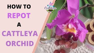 10 Hasslefree Steps amp Tips You Didnt Know About Cattleya Orchids [upl. by Aiekan]