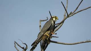 Aplomado Falcon Falco femoralis [upl. by Brandon]