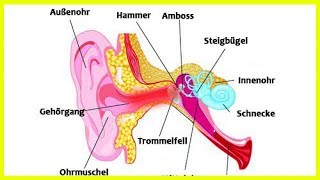 Ohrenschmerzen – natürliche Heilmittel [upl. by Manas]