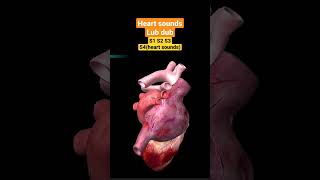 Heart Sounds and Heart Murmurs3D Animationcardiovascular [upl. by Iadam853]