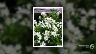 Deutzia  garden plants [upl. by Ogren665]