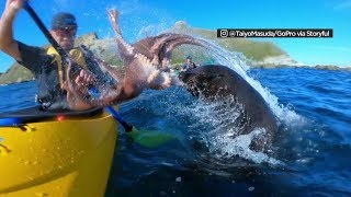 Sea lion flings octopus at kayaker in New Zealand [upl. by Solrac]