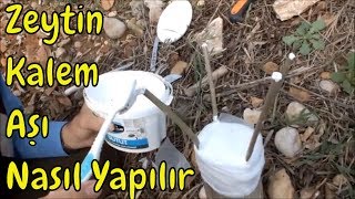 Zeytin Kalem Aşısı Ayrıntılı Anlatım [upl. by Eylhsa]