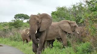 African bush elephant Loxodonta africana group on the move  Hluhluwe South Africa 28112022 [upl. by Berte]