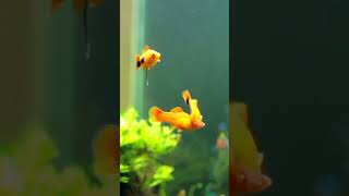 Easiest Fish to Breed Swordtails 🐠 fishtank shorts [upl. by Aremaj796]