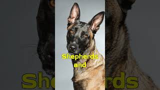 German Shepherd Dogs Health Problem Degenerative Myelopathy Fact shorts [upl. by White]