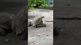 Turtles making love 🐢💞 turtle love turtles budapest zoo animals couple hungary nature [upl. by Gordan]