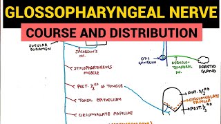 Glossopharyngeal Nerve  Course and Distribution  Neuroanatomy [upl. by Day]