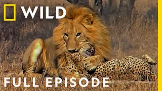 Male Lions Brutally Attack Cheetahs Full Episode  Cat Wars Lion vs Cheetah  Serengeti [upl. by Onyx564]