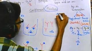 Complement fixation test [upl. by Annaihr]