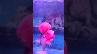 Feeding humpy head to flowerhorn 🐟  shorts [upl. by Chaker752]