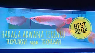 Harga arwana super red [upl. by Lewellen]