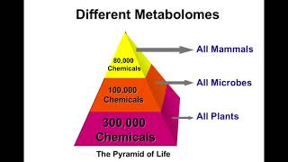 Introduction to Metabolomics [upl. by Massimo410]