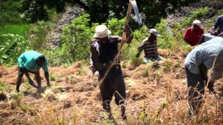 Vetiver Discovering the roots of masculinity in Haiti  Givaudan [upl. by Pomcroy378]